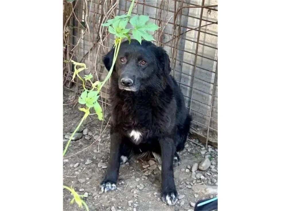 Bent *2018 – Pflegestelle oder Zuhause gesucht, schwarz female young Mixed Breed for adoption at Tierhilfe Lebenswert e.V., Oberwies