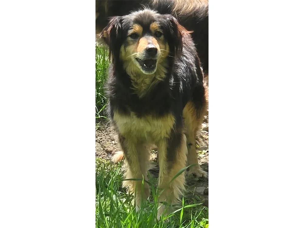 Bonni *2020 – Pflegestelle oder Zuhause gesucht, tricolor female Mixed Breed for adoption at Tierhilfe Lebenswert e.V., Oberwies