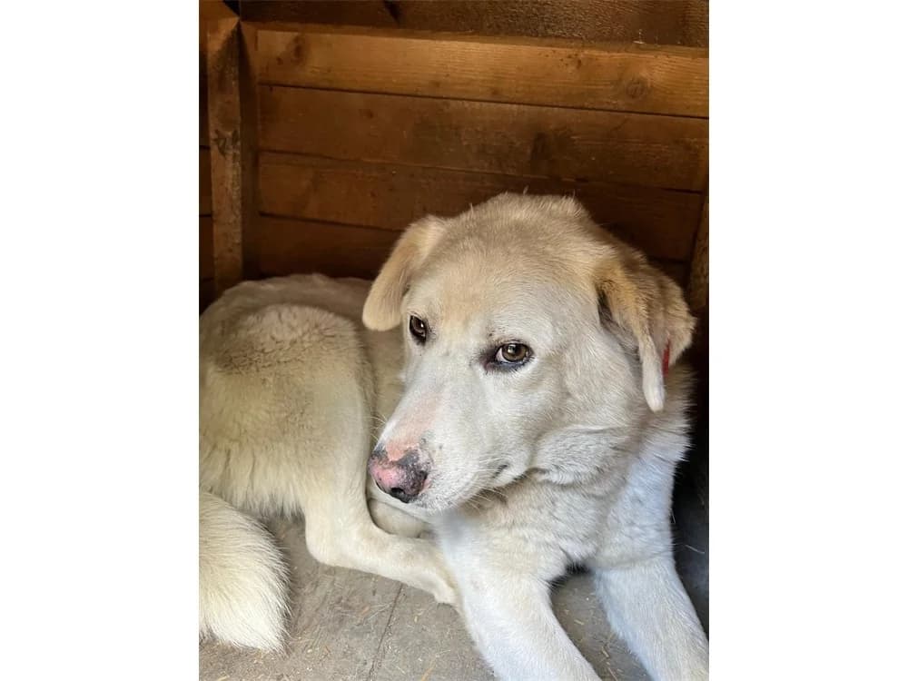 Bono *2022 – Pflegestelle oder Zuhause gesucht, beige female Mixed Breed for adoption at Tierhilfe Lebenswert e.V., Oberwies
