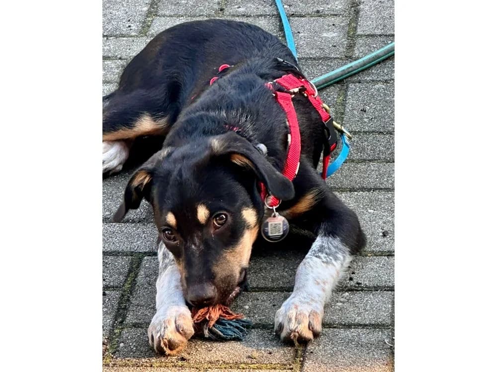 Brida, tricolor female puppy Mixed Breed for adoption at Tierhilfe Lebenswert e.V., Oberwies