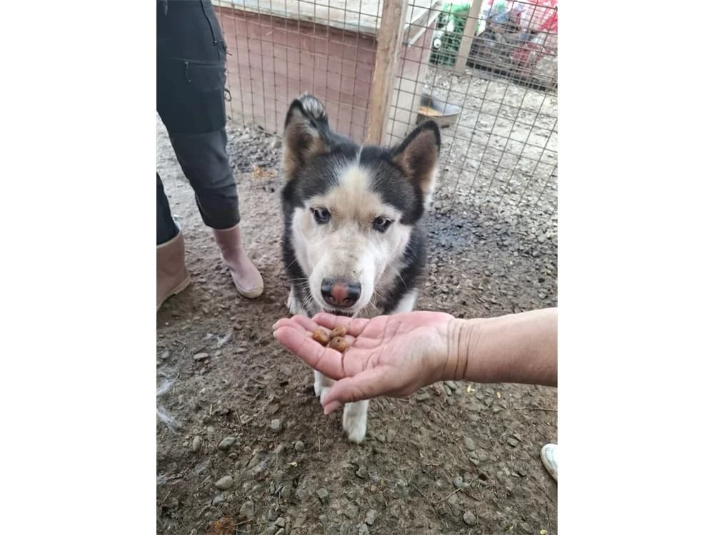Buck *2022 – Pflegestelle oder Zuhause gesucht, Mixed Breed (Tierhilfe Lebenswert e.V.)