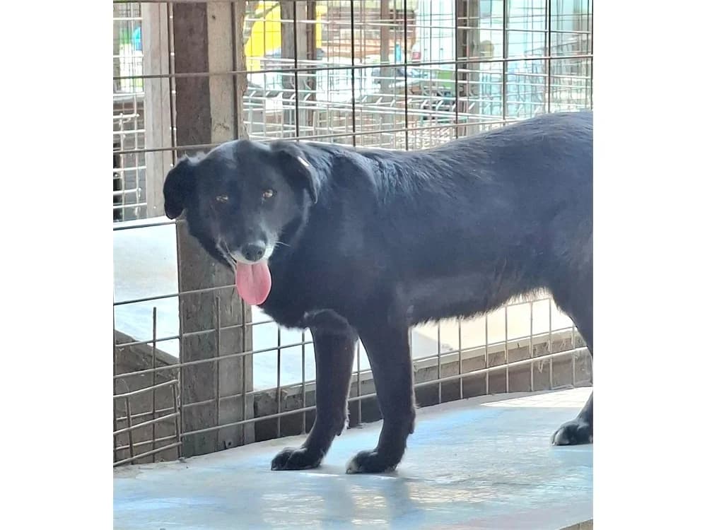 Caja *2017 – Pflegestelle oder Zuhause gesucht, schwarz female Mixed Breed for adoption at Tierhilfe Lebenswert e.V., Oberwies
