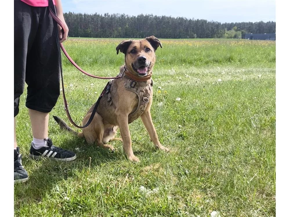 Cody *2023 – wartet in 97258 Oberickelsheim, braun female Mixed Breed for adoption at Tierhilfe Lebenswert e.V., Oberwies