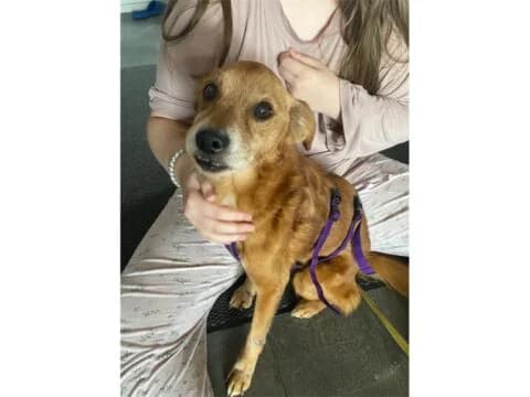 Daiki *2019 – noch nicht in der Vermittlung, braun female Mixed Breed for adoption at Tierhilfe Lebenswert e.V., Oberwies