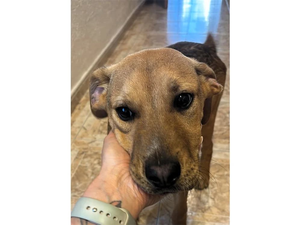 Dian, beige female puppy Mixed Breed for adoption at Tierhilfe Lebenswert e.V., Oberwies