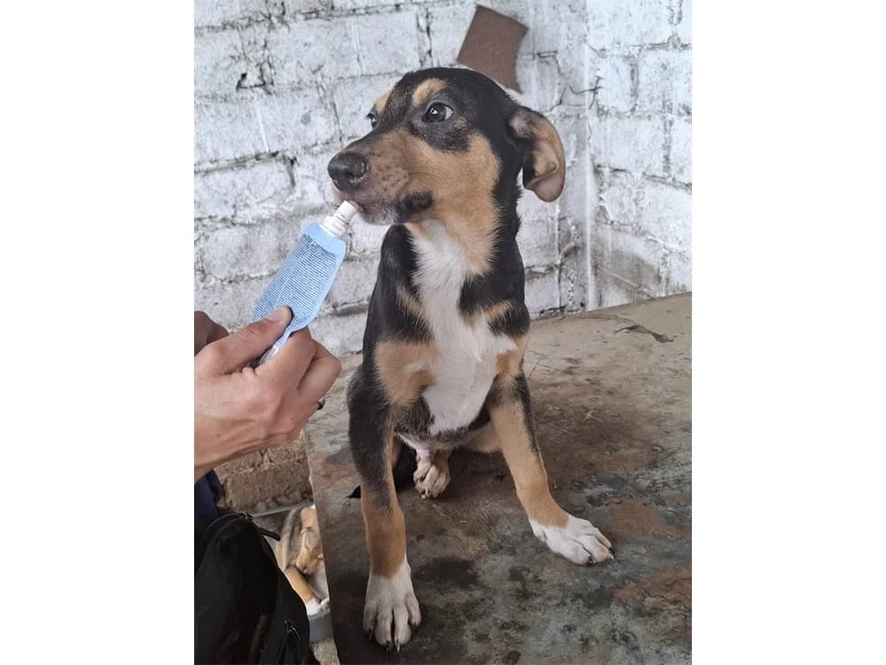 Edy, Mixed Breed (Tierhilfe Lebenswert e.V.)