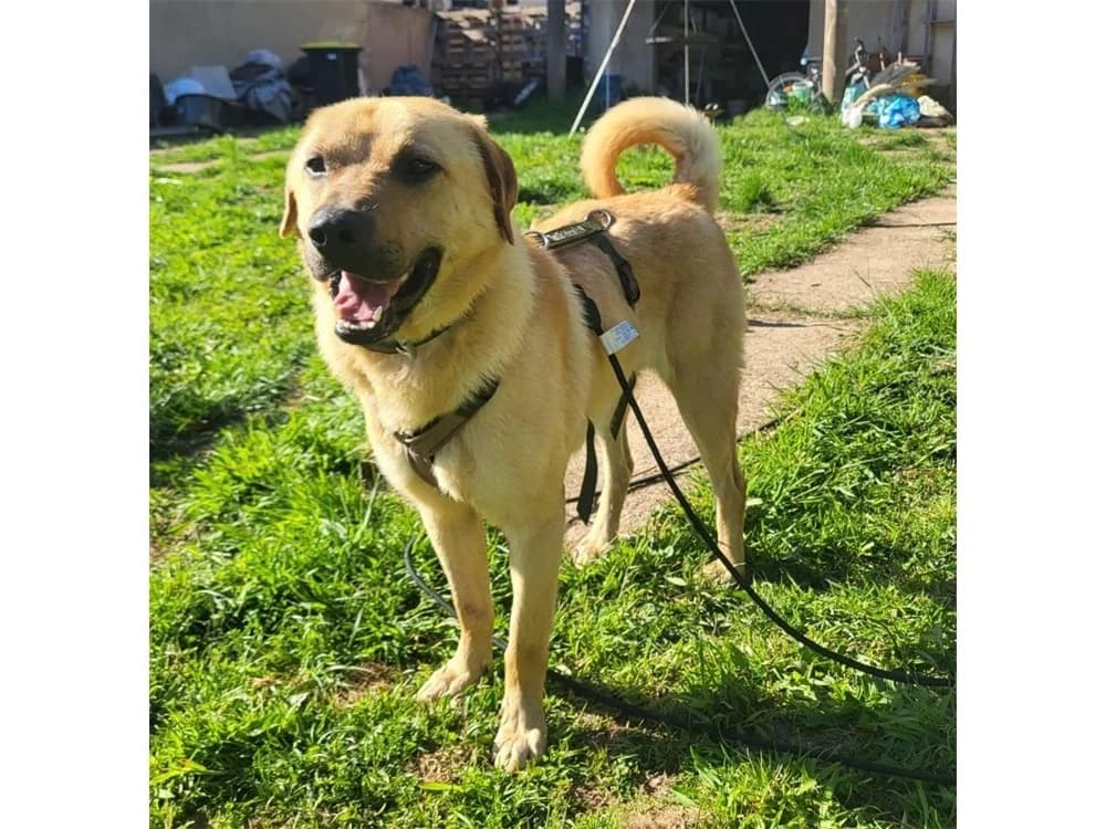 Elmo, beige female 4yo Mixed Breed for adoption at Tierhilfe Lebenswert e.V., Oberwies