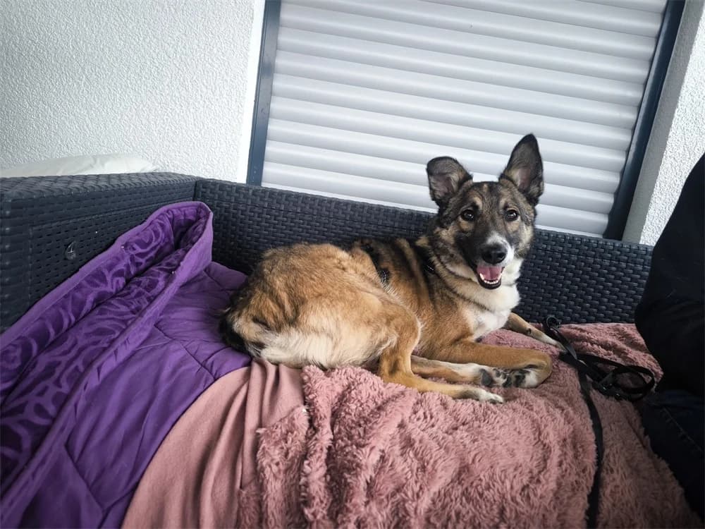 Emmi *2023 – wartet in 83052 Bruckmühl, braun female Mixed Breed for adoption at Tierhilfe Lebenswert e.V., Oberwies