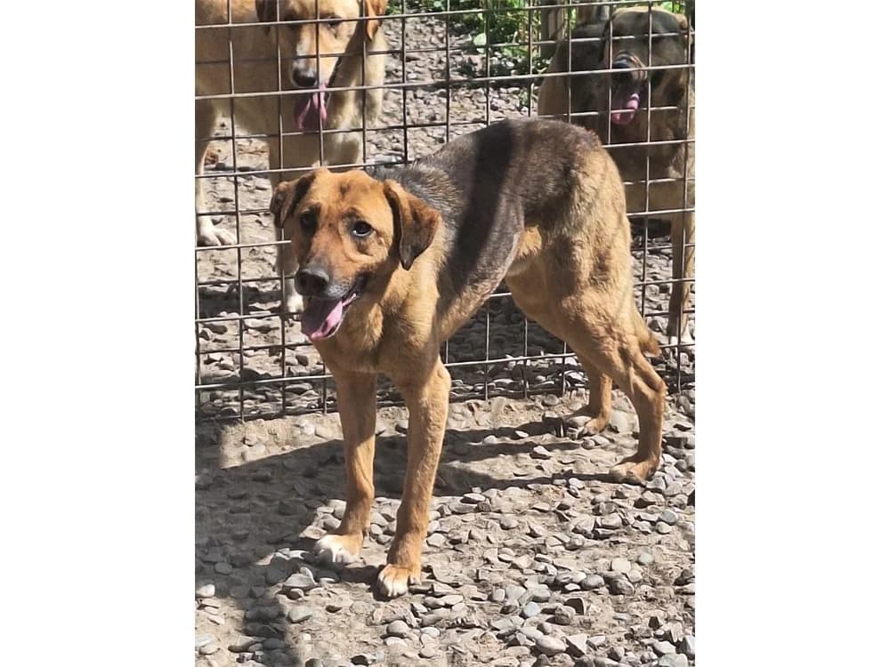 Emrik, braun female young Mixed Breed for adoption at Tierhilfe Lebenswert e.V., Oberwies