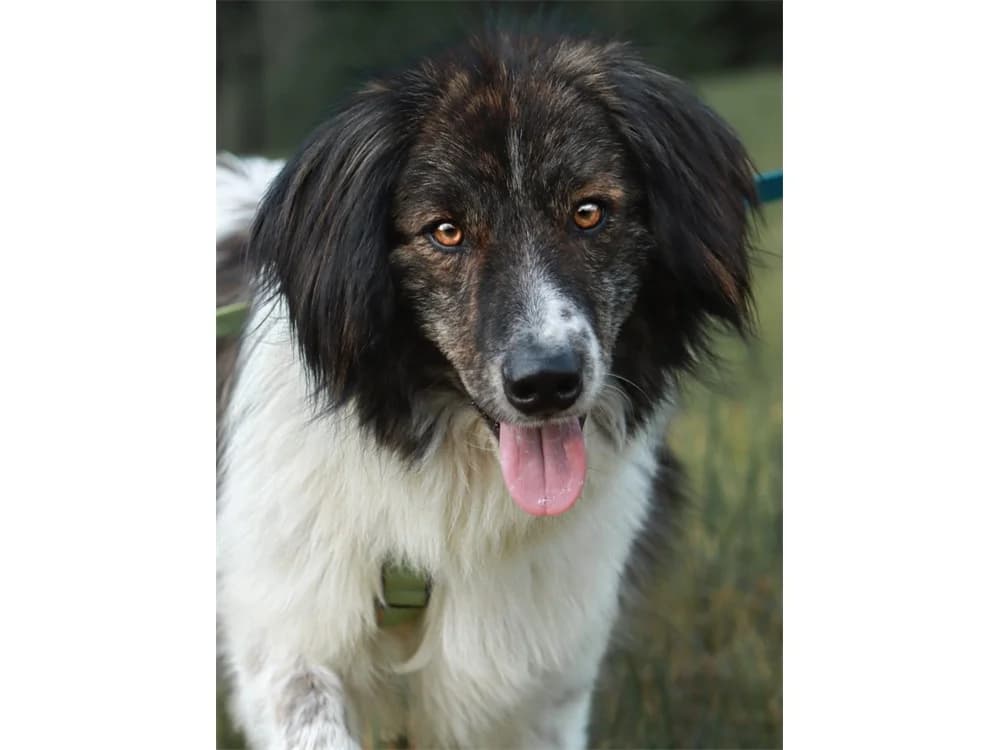Floki *2023 – wartet in 96369 Weißenbrunn, braun female 3yo Mixed Breed for adoption at Tierhilfe Lebenswert e.V., Oberwies