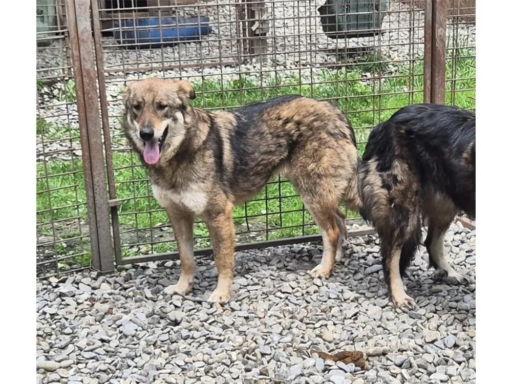 Fria, beige female 3yo Mixed Breed for adoption at Tierhilfe Lebenswert e.V., Oberwies