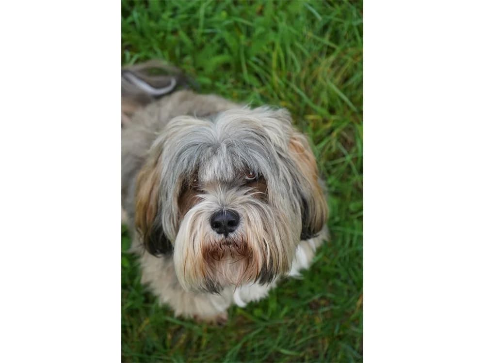 Frodo, braun female senior Mixed Breed for adoption at Tierhilfe Lebenswert e.V., Oberwies
