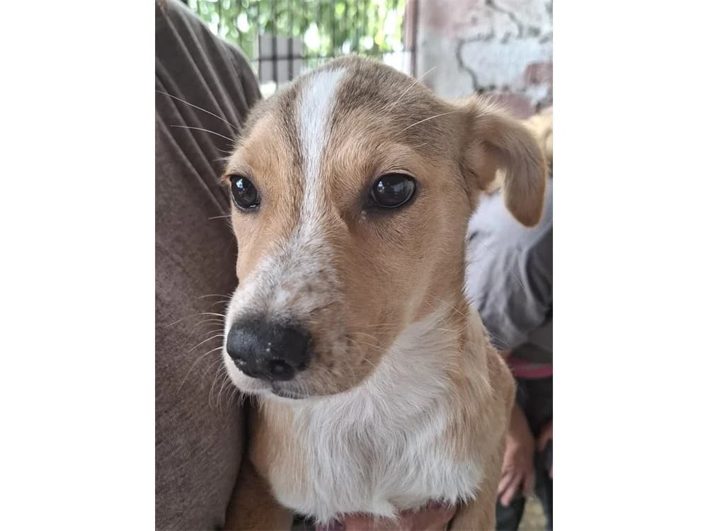 Giuli, Mixed Breed (Tierhilfe Lebenswert e.V.)