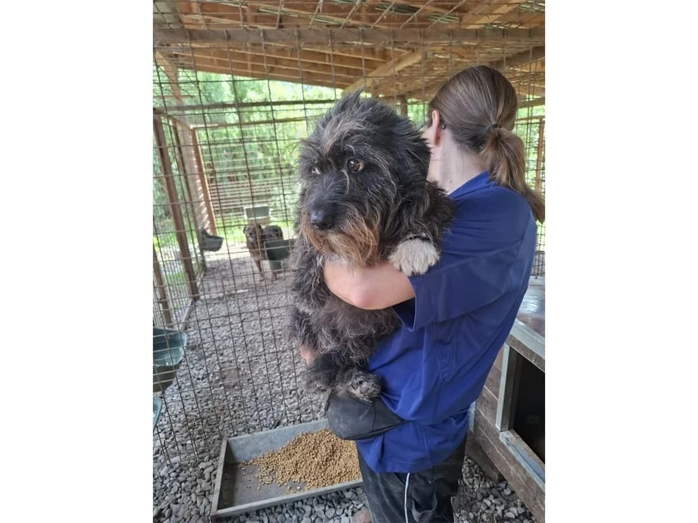 Illu *2024 – Pflegestelle oder Zuhause gesucht, Mixed Breed (Tierhilfe Lebenswert e.V.)