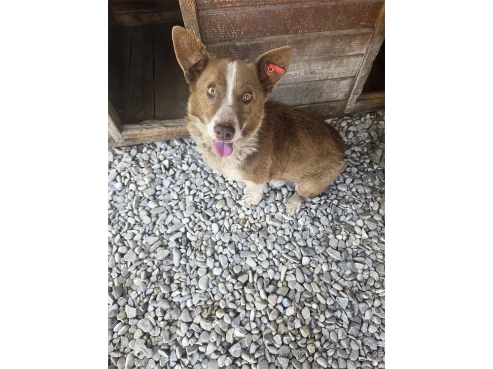Inko *20, Mixed Breed (Tierhilfe Lebenswert e.V.)