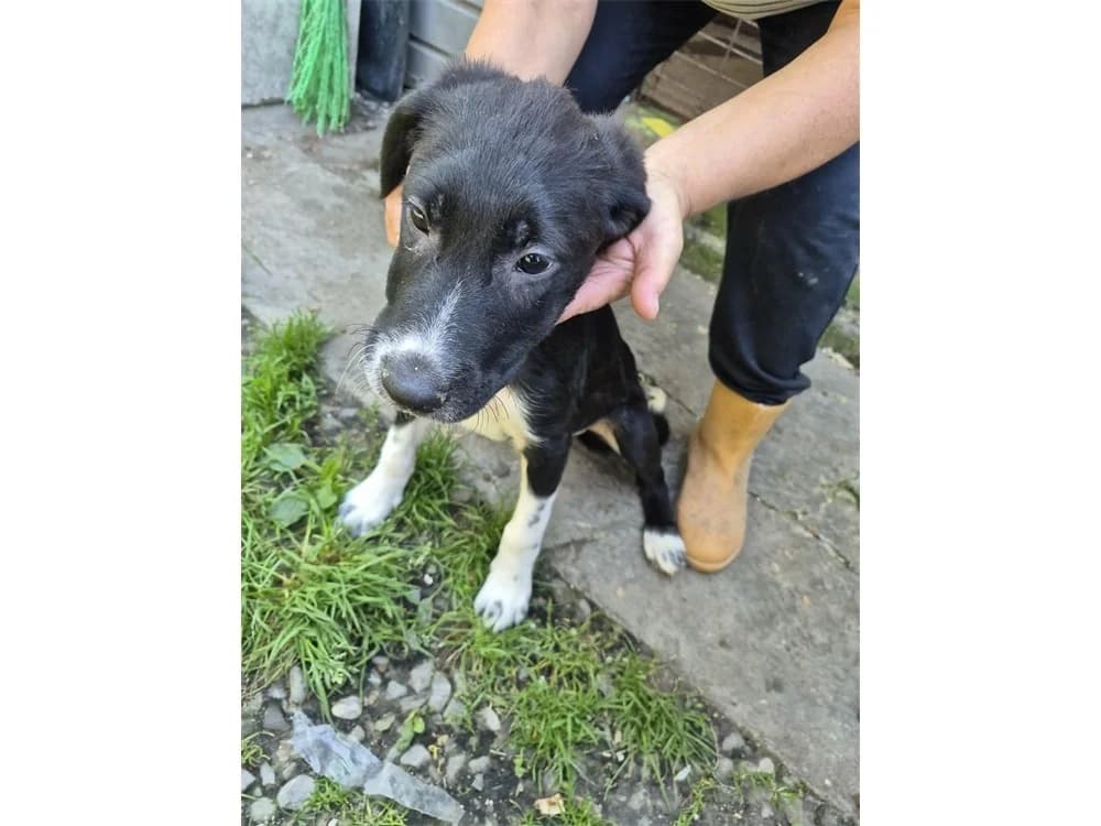 Janos, schwarz female Mixed Breed for adoption at Tierhilfe Lebenswert e.V., Oberwies