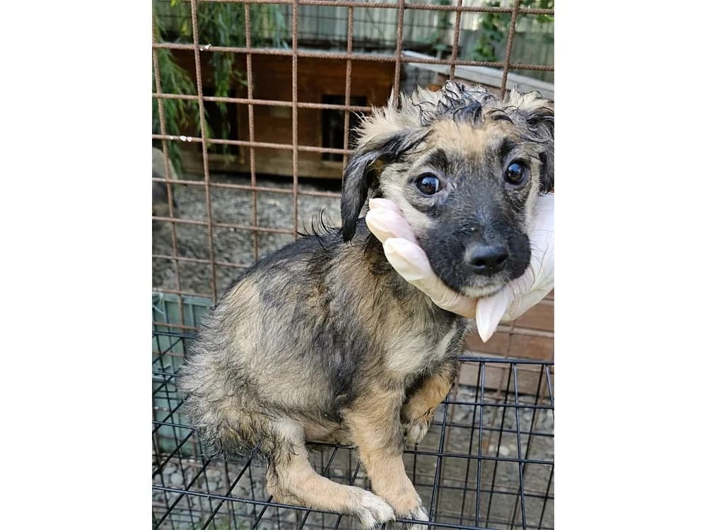 Jucy, beige female Mixed Breed for adoption at Tierhilfe Lebenswert e.V., Oberwies