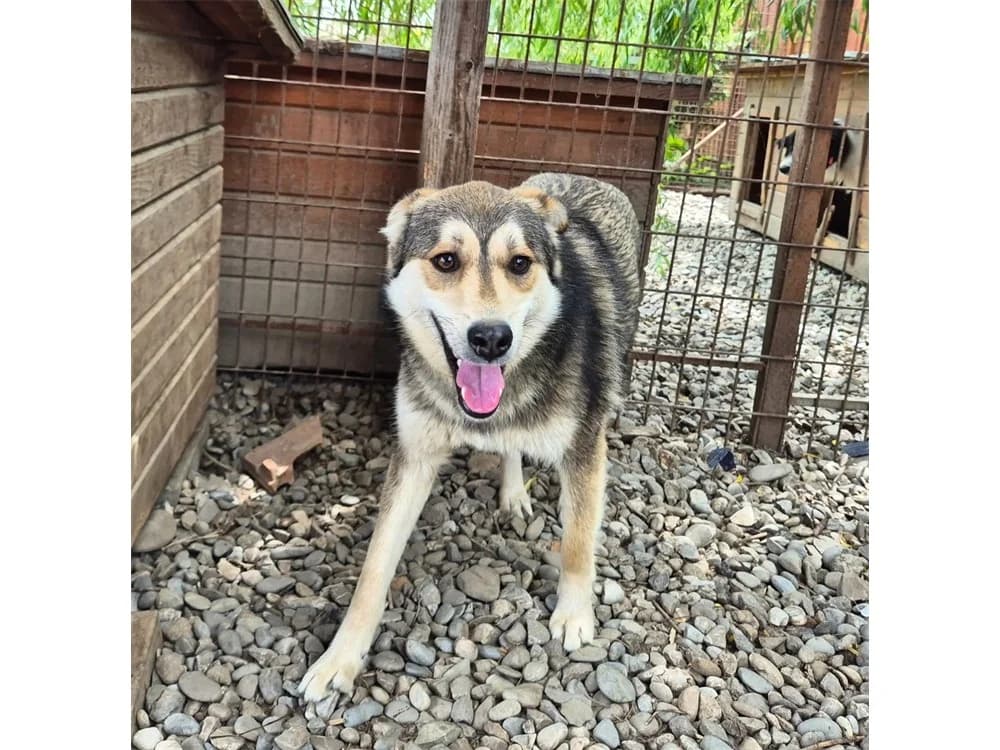 Juli *2024 – Pflegestelle oder Zuhause gesucht, beige female Mixed Breed for adoption at Tierhilfe Lebenswert e.V., Oberwies