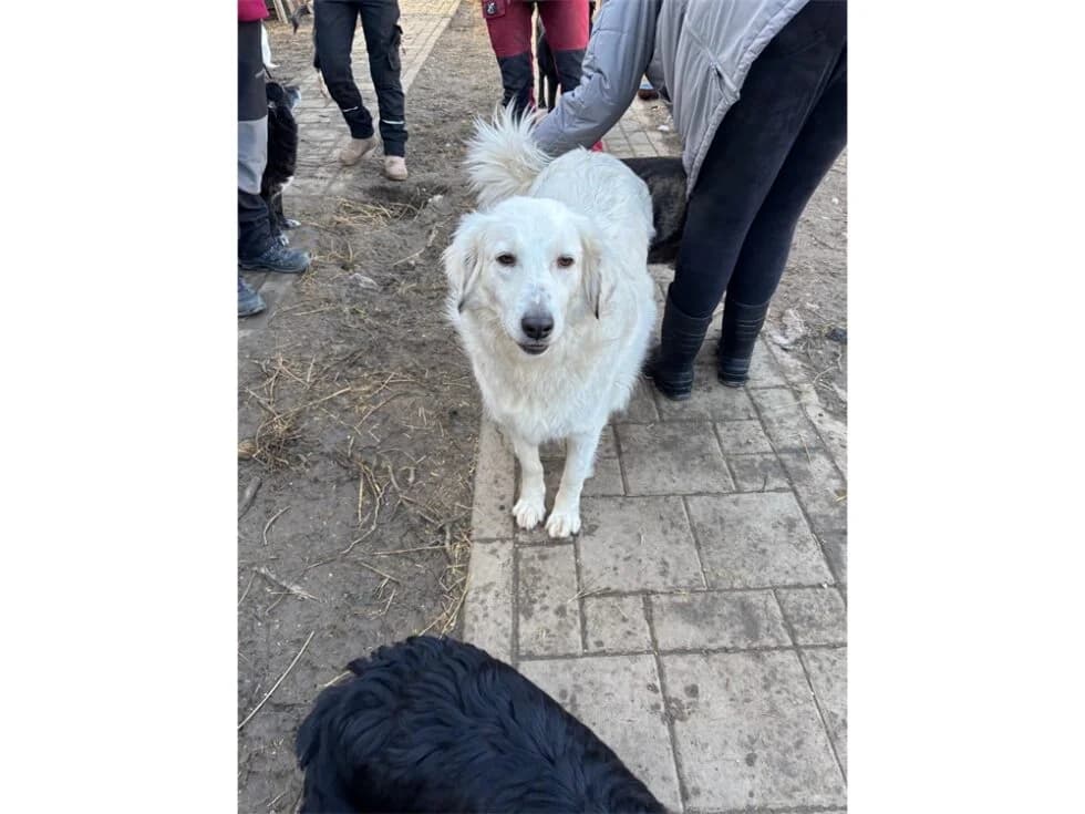 Juri, female 3yo Mixed Breed for adoption at Tierhilfe Lebenswert e.V., Oberwies