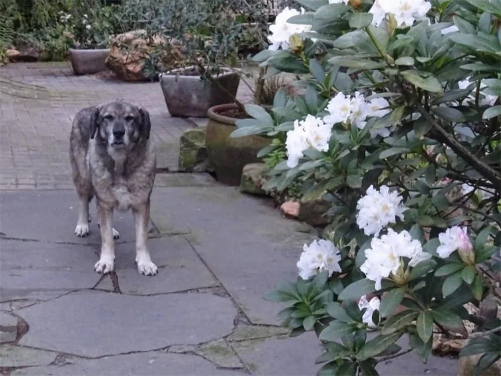 Juuns, beige female young Mixed Breed for adoption at Tierhilfe Lebenswert e.V., Oberwies