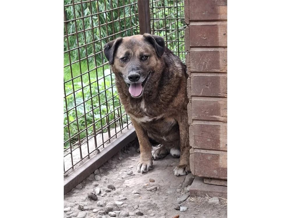Kato *20, braun female Mixed Breed for adoption at Tierhilfe Lebenswert e.V., Oberwies