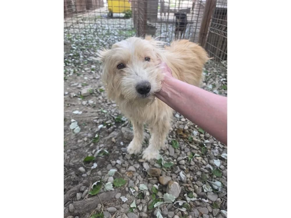 Kimba *20, Mixed Breed (Tierhilfe Lebenswert e.V.)