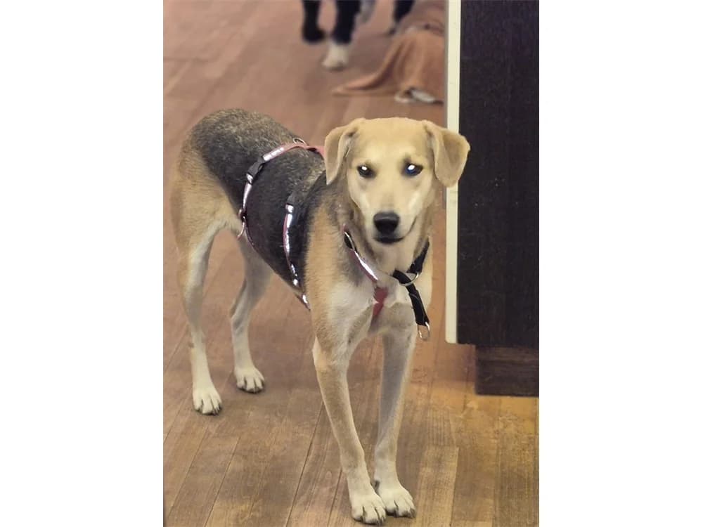 Kulka, beige female puppy Mixed Breed for adoption at Tierhilfe Lebenswert e.V., Oberwies