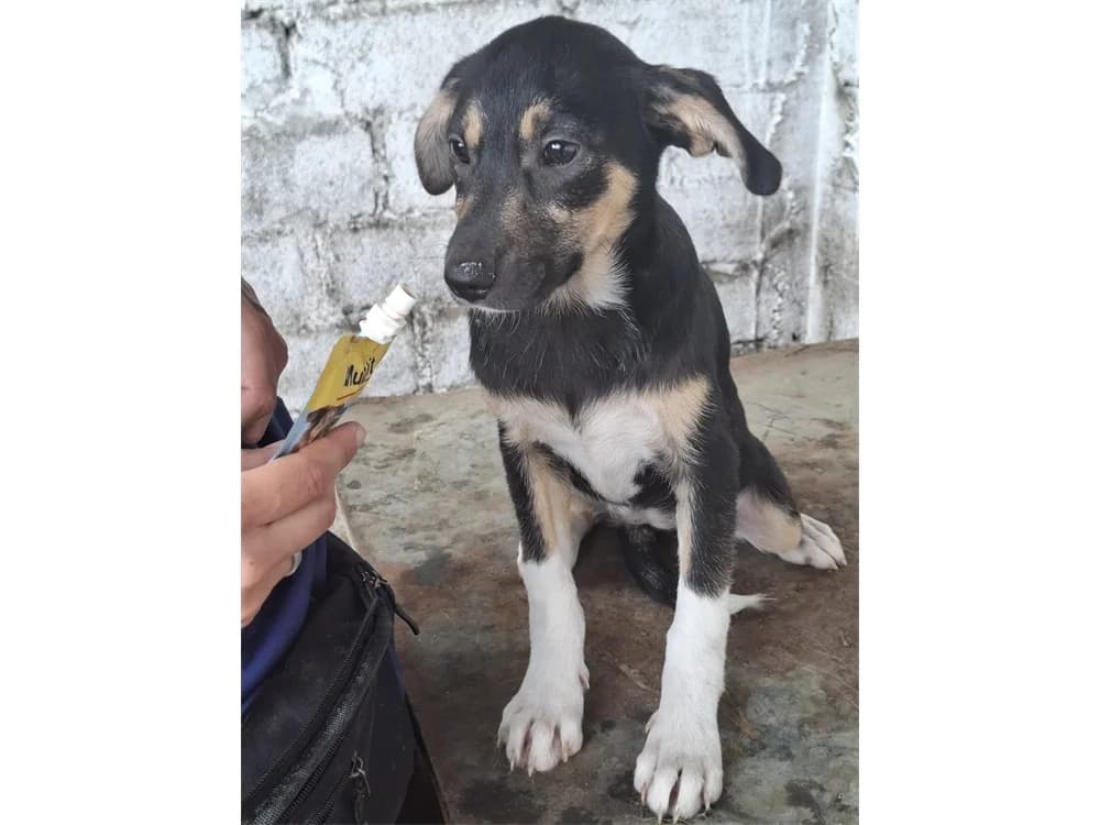 Lea, Mixed Breed (Tierhilfe Lebenswert e.V.)