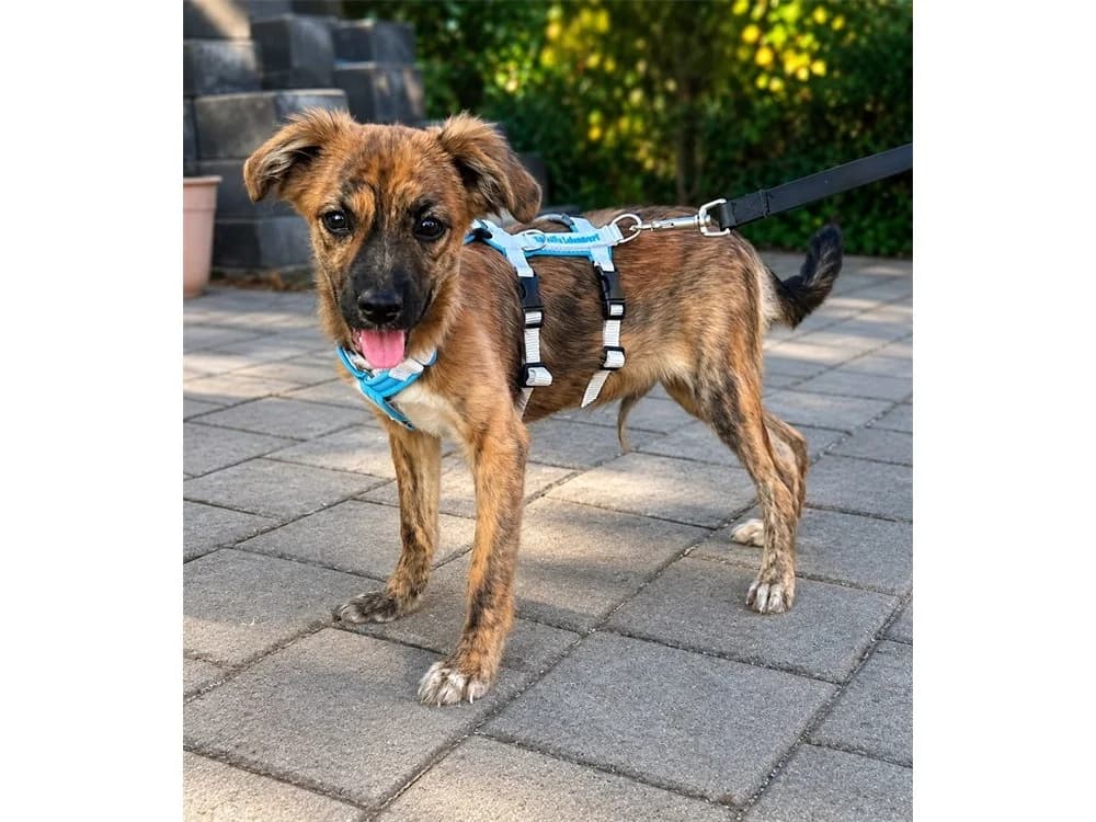 Lenin, braun female puppy Mixed Breed for adoption at Tierhilfe Lebenswert e.V., Oberwies