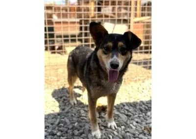 Leska *2021 – Pflegestelle oder Zuhause gesucht, tricolor female young Mixed Breed for adoption at Tierhilfe Lebenswert e.V., Oberwies