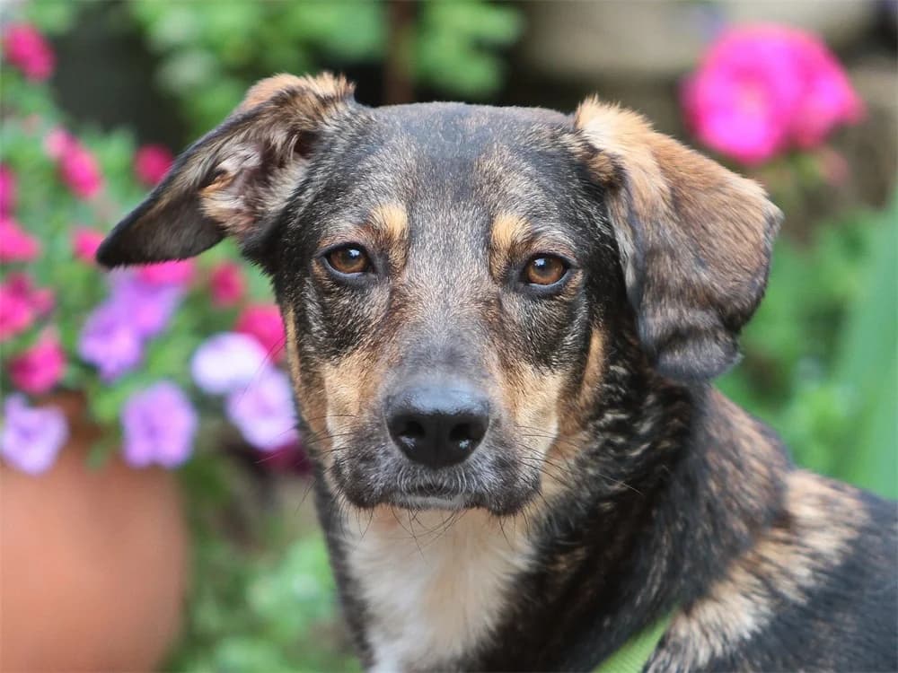 Lia (Aurelia), female 4yo Mixed Breed for adoption at Tierhilfe Lebenswert e.V., Oberwies