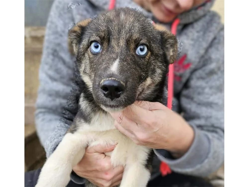 Loid, schwarz female young Mixed Breed for adoption at Tierhilfe Lebenswert e.V., Oberwies