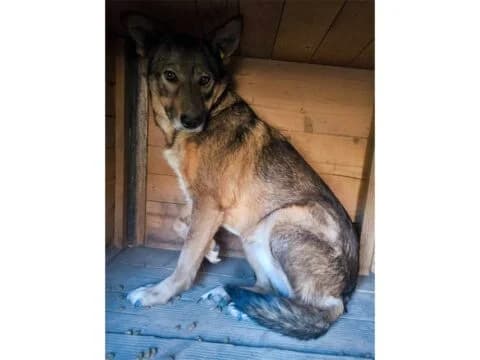 Lumy *2019 – Pflegestelle oder Zuhause gesucht, female puppy Mixed Breed for adoption at Tierhilfe Lebenswert e.V., Oberwies