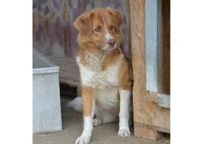 Lydi *2015 – Pflegestelle oder Zuhause gesucht, braun female 5yo Mixed Breed for adoption at Tierhilfe Lebenswert e.V., Oberwies