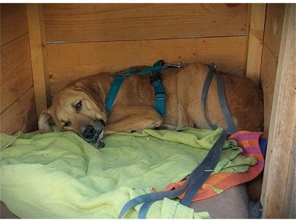 Manno, braun female 5yo Mixed Breed for adoption at Tierhilfe Lebenswert e.V., Oberwies