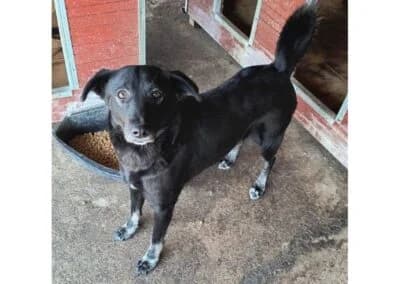 Marge – Pflegestelle oder Zuhause gesucht, schwarz female Mixed Breed for adoption at Tierhilfe Lebenswert e.V., Oberwies