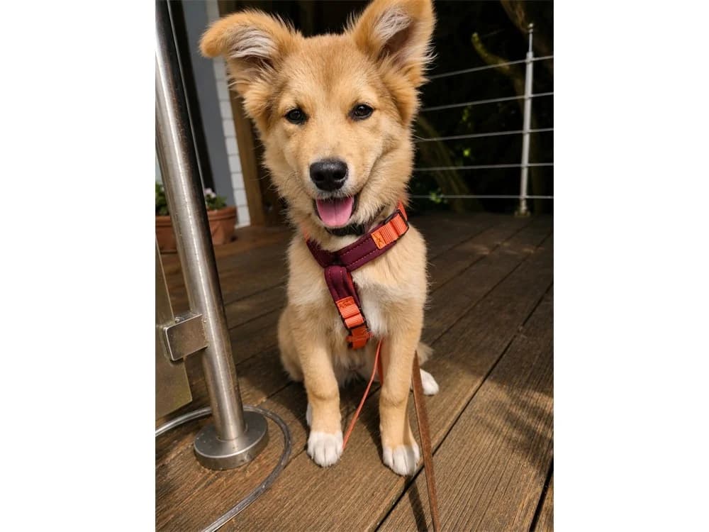Maria, Mixed Breed (Tierhilfe Lebenswert e.V.)