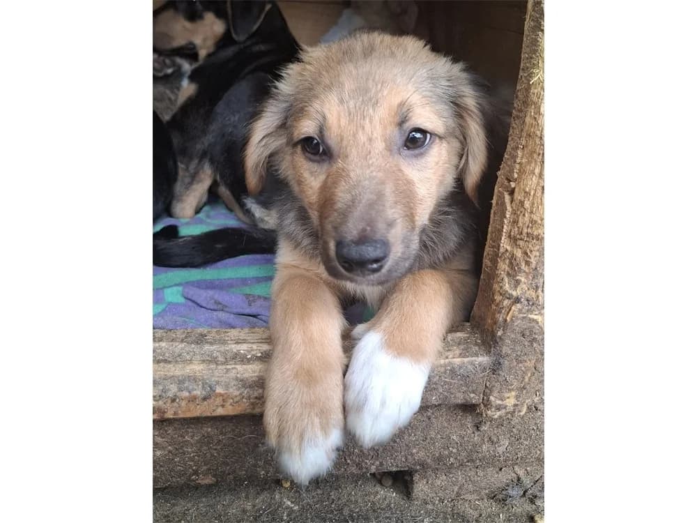 Marvo, Mixed Breed (Tierhilfe Lebenswert e.V.)