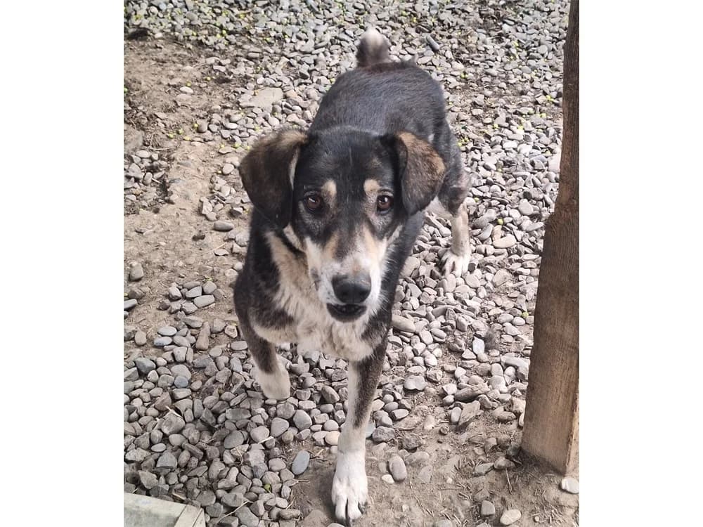 Meiko *20, Mixed Breed (Tierhilfe Lebenswert e.V.)