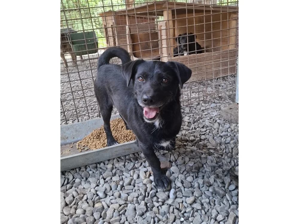 Meylo *2025 – Pflegestelle oder Zuhause gesucht, Mixed Breed (Tierhilfe Lebenswert e.V.)
