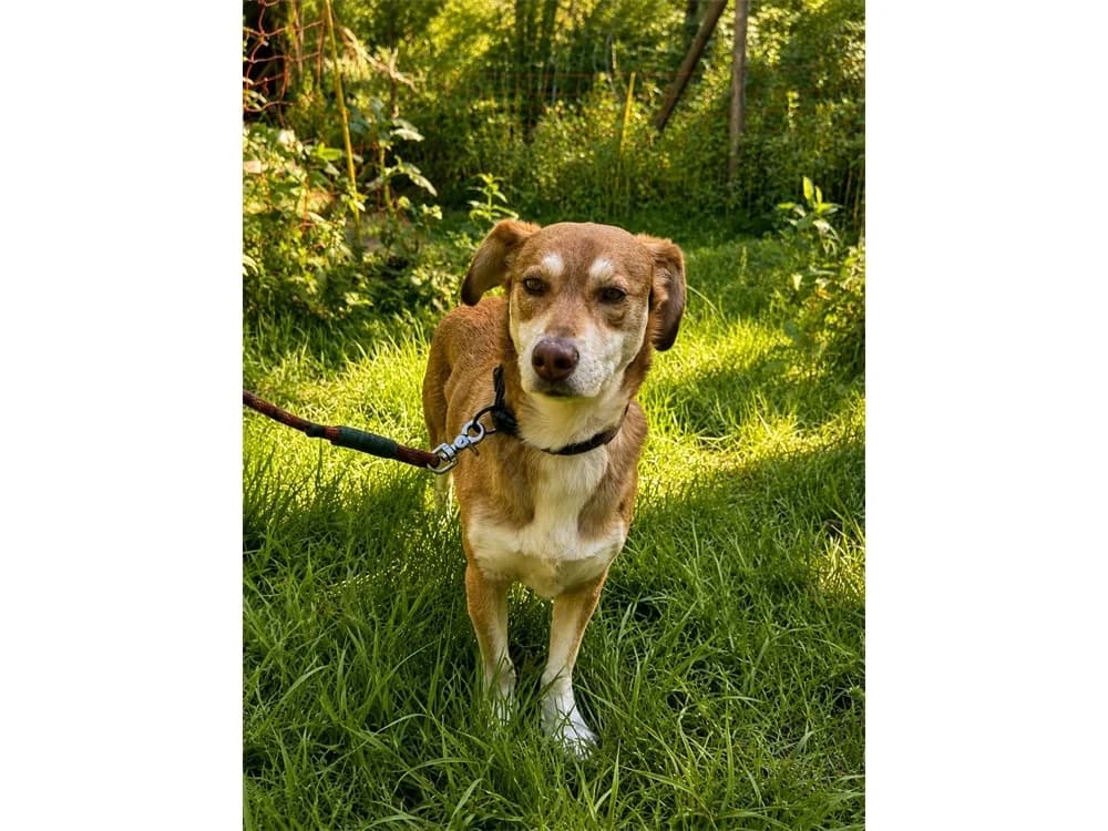 Mia *2021 – wartet in 83052 Bruckmühl, braun female 5yo Mixed Breed for adoption at Tierhilfe Lebenswert e.V., Oberwies