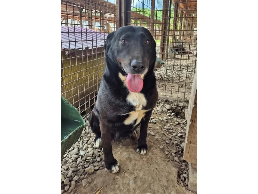Negra *2019 – Pflegestelle oder Zuhause gesucht, schwarz female puppy Mixed Breed for adoption at Tierhilfe Lebenswert e.V., Oberwies