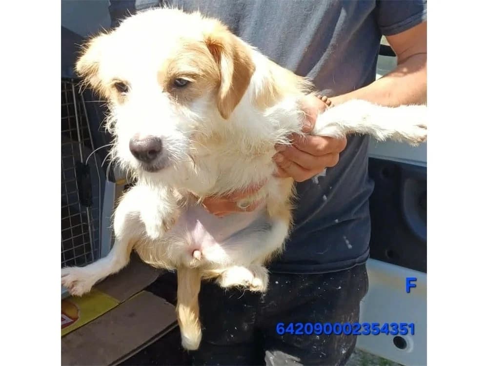 Nehle, Mixed Breed (Tierhilfe Lebenswert e.V.)