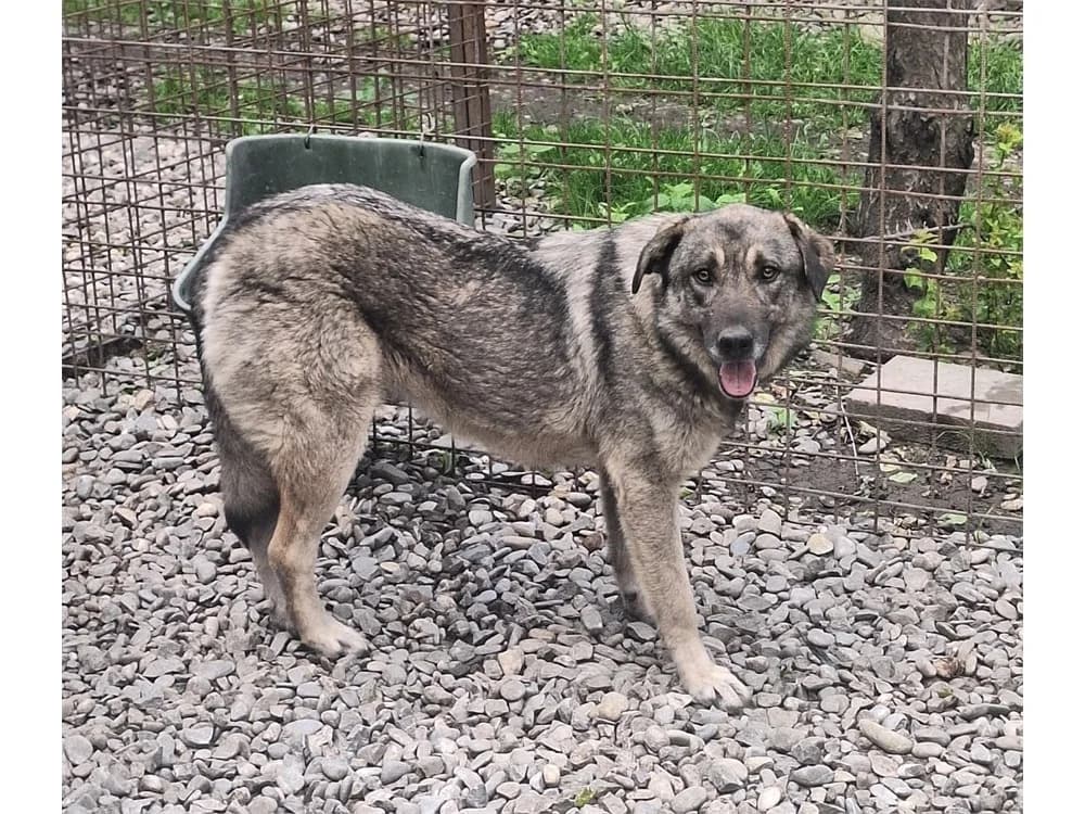 Nela, beige female 3yo Mixed Breed for adoption at Tierhilfe Lebenswert e.V., Oberwies