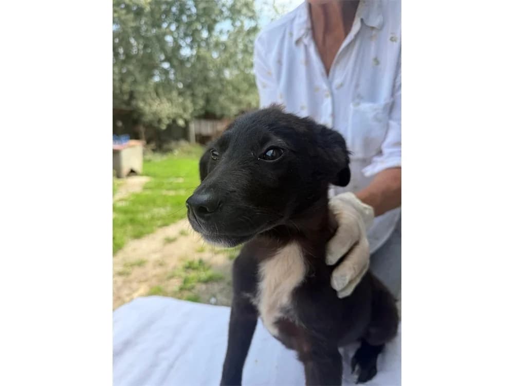 Neshu, schwarz female Mixed Breed for adoption at Tierhilfe Lebenswert e.V., Oberwies