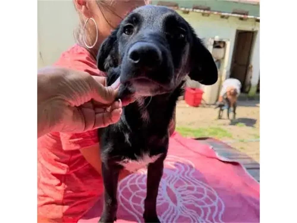 Nice, schwarz female Mixed Breed for adoption at Tierhilfe Lebenswert e.V., Oberwies