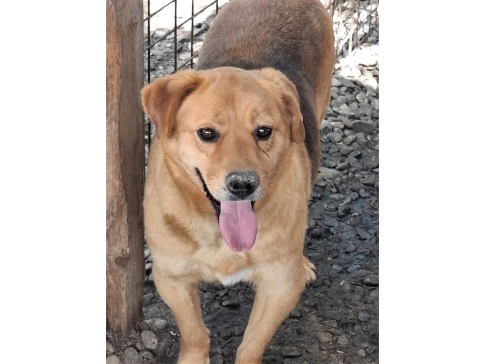 Ocean *2021 – Pflegestelle oder Zuhause gesucht, beige female young Mixed Breed for adoption at Tierhilfe Lebenswert e.V., Oberwies