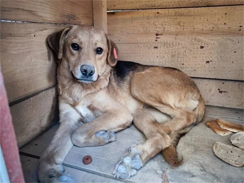Ocean *2021 – Pflegestelle oder Zuhause gesucht, beige female young Mixed Breed for adoption at Tierhilfe Lebenswert e.V., Oberwies