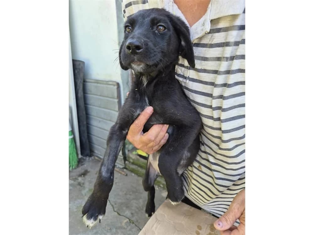 Orson, schwarz female Mixed Breed for adoption at Tierhilfe Lebenswert e.V., Oberwies