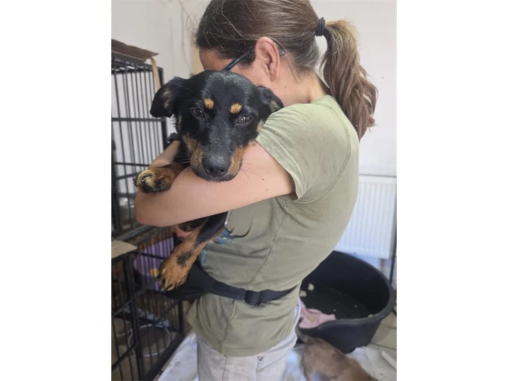 Ottoh *2025 – Pflegestelle oder Zuhause gesucht, Mixed Breed (Tierhilfe Lebenswert e.V.)